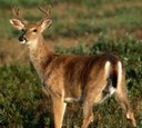 cerf