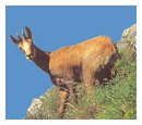 chamois