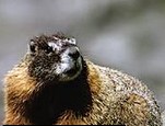marmotte